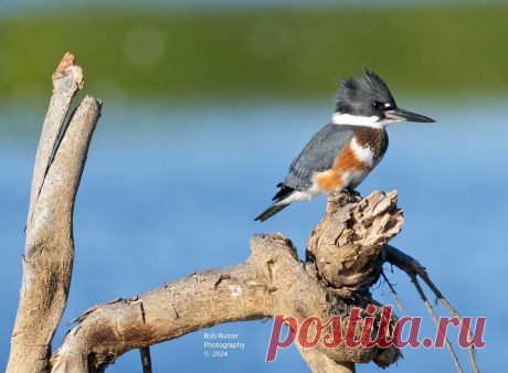 Belted Kingfisher Female. New Britain Pa.  Many thanks to all who take the time to view, comment and favoring my images. Enjoy the day.