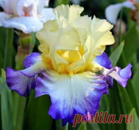 TALL BEARDED IRIS "Designer's Art"