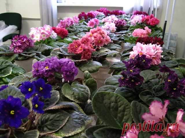 Сенполия. Размножение листом. .