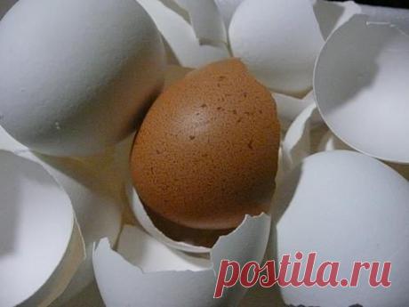 Лечение яичной скорлупой. Рецепты народной медицины