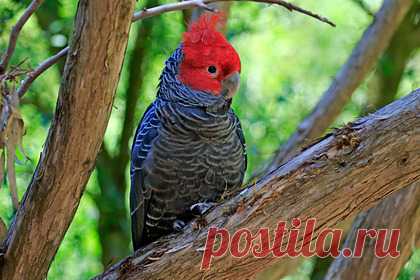 Поющие птицы обошли в чарте ABBA и Мэрайю Кэри. В Австралии поющие птицы обошли в чарте релизы ABBA, Мишеля Бубле, Мэрайи Кэри и The Weeknd. Альбом Songs of Disappearance («Песни исчезновения»), состоящий из пения птиц, оказался на пятой строчке рейтинга ARIA. Пластинка была вдохновлена докладом компании BirdLife Australia об исчезающих пернатых.