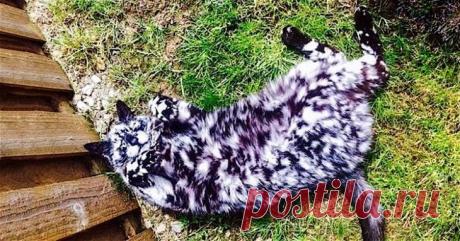 Коты с необычным окрасом