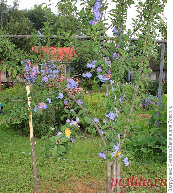 Слива-персик 'Найдёна': характеристики гибрида, цветение, плодоношение,урожайность. Фотографии