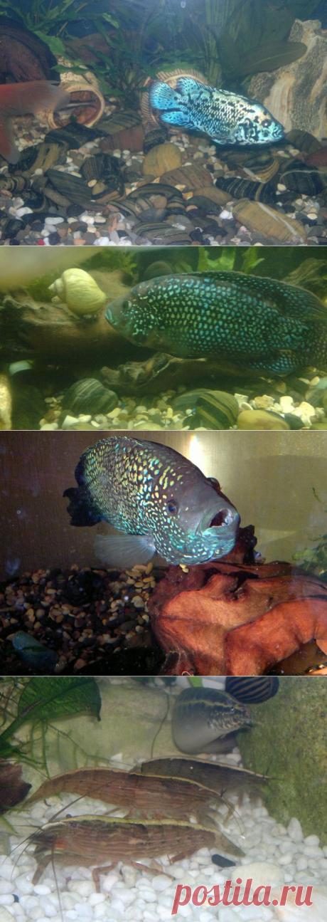 Мои любимые животные