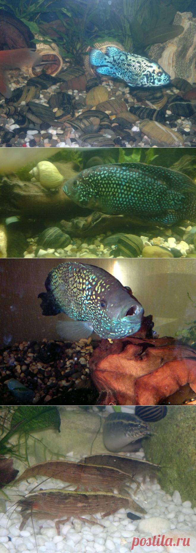 Мои любимые животные