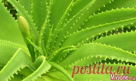 Алоэ - цветок жизни - алоэ, алое, столетник, маски для лица, здоровье