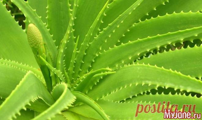 Алоэ - цветок жизни - алоэ, алое, столетник, маски для лица, здоровье