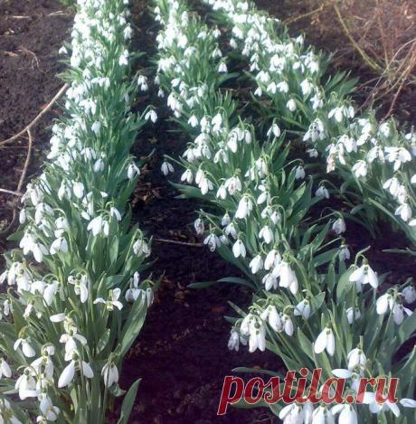 про подснежники