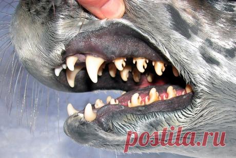 Зверь с самыми необычными зубами | Планетяне | Дзен