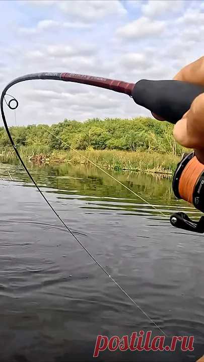 СПИННИНГ СОГНУЛСЯ под РУКОЯТЬ!!!😱🐊👍 #рыбалка #ловлящуки #спиннинг Мощная поклевка щуки на один из лучших воблеров для мелководья! ► КОПИЯ Lucky Craft Malas - http://got.by/59zapf► ЕЩЕ КОПИЯ Lucky Craft Malas - http://got.by...