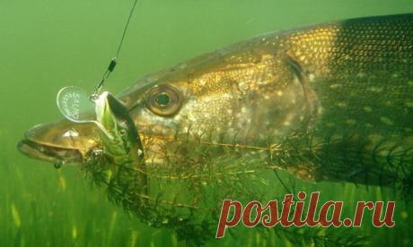 #man_fishing
Ловля щуки в траве

Обширные поля водной растительности являются для хищных рыб очень надежным, почти безопасным местом. Большинство рыболовов обходят заросли травы стороной, потому что там они чаще цепляют траву, а не рыбу. Причиной этих неудач бывают неподходящие приманки и неправильная техника ловли. Если научиться систематически облавливать заросли травы и со знанием дела выбирать приманки, то можно оказаться с богатой добычей. 
Показать полностью…