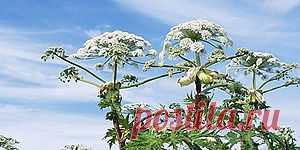 Чем опасен борщевик?
http://digest.subscribe.ru/home/advice/n1183567782.html