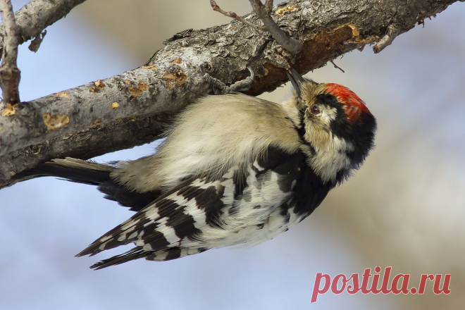 Малый пёстрый дятел - Кугувалов Дмитрий - ЛенсАрт.ру