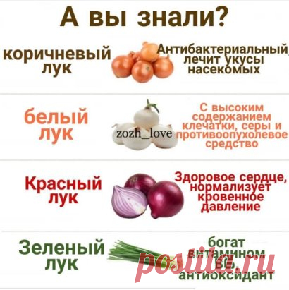 Когда и какой лук полезен?