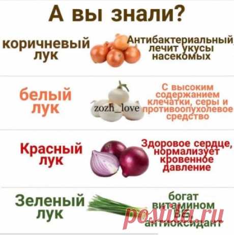 Когда и какой лук полезен?