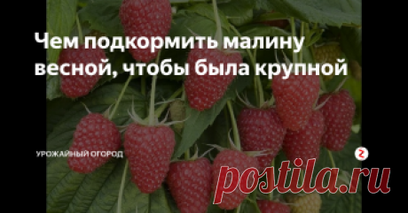 Чем подкормить малину весной, чтобы была крупной Расскажу, чем и как подкормить малину весной, чтобы она была крупной и порадовала хорошим урожаем.
Первый вариант - это подкормить азофоской или кемирой. Нужно взять 3 столовые ложки удобрения на 10 литров воды. Поливать по 1 литру удобрения под куст.