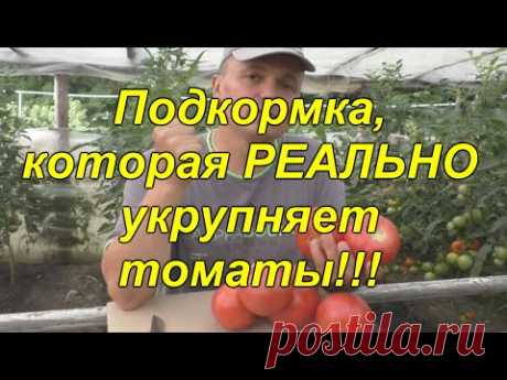 Подкормка томатов, которая укрупняет плоды(реально работает)