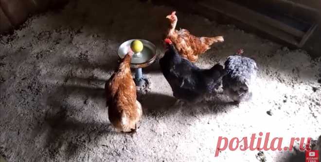 Автоматическая поилка для кур В этой статье мы рассмотрим, как можно сделать автопоилку для кур из старой сковородки и сливного бачка унитаза. Поилка автоматически наполняется водой, имеет сливное отверстие для удаления грязной воды и регулируется по высоте. Инструменты и материалы:-Сковородка;-Бачок унитаза с запорной