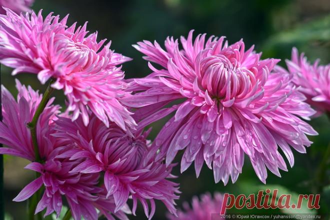 Бал хризантем в Никитском ботаническом саду.