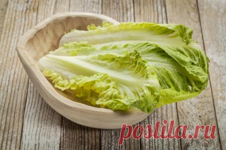 Салаты: виды, обработка и хранение Листовой салат – прекрасная альтернатива зелени и овощам. Одни используют его в салатах, другие – украшают им готовые блюда, третьи – кушают свежим