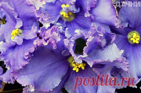 Советы цветоводу по выращиванию фиалок