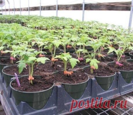 После такого томаты начинают расти «как на дрожжах»