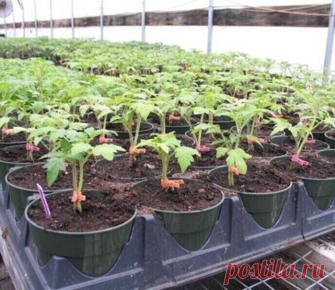 После такого томаты начинают расти «как на дрожжах»