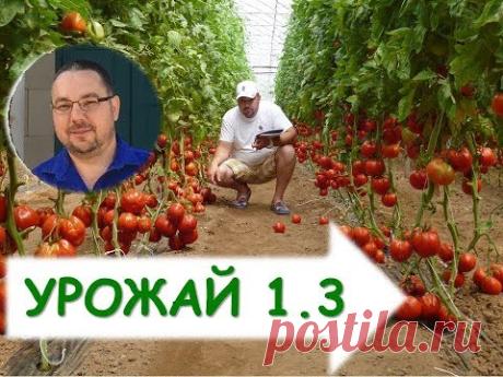 Как вырастить томаты ( помидоры) в теплице? Выращивание томатов в теплицах (продлённый оборот) - YouTube