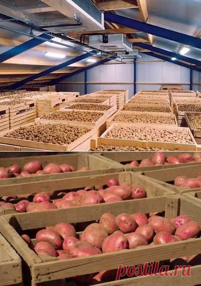 Как хранить картошку в погребе правильно |