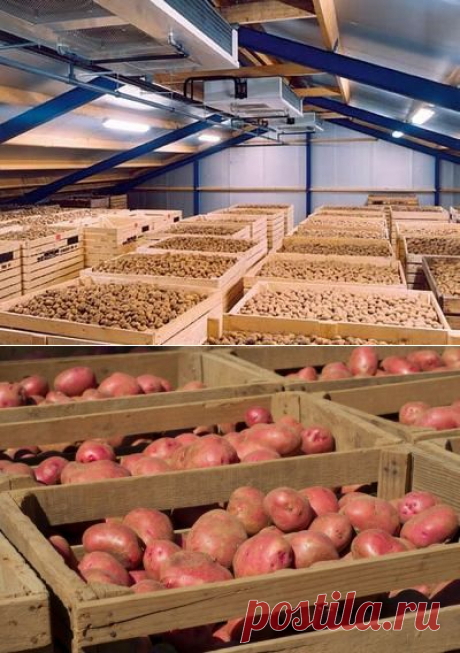 Как хранить картошку в погребе правильно |
