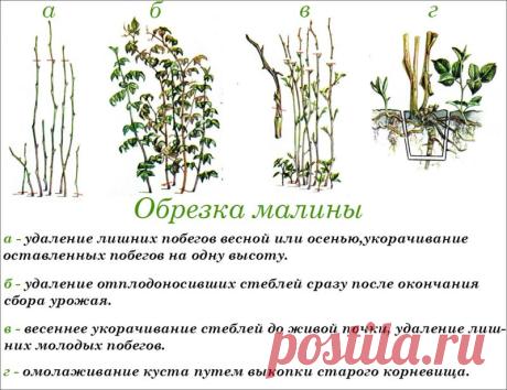 Как проводить обрезку ремонтантной малины осенью - правила, сроки и условия проведения процедуры, пошаговая инструкция. Виды обрезки и схемы.