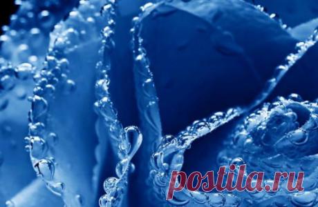 Розы синие и голубые