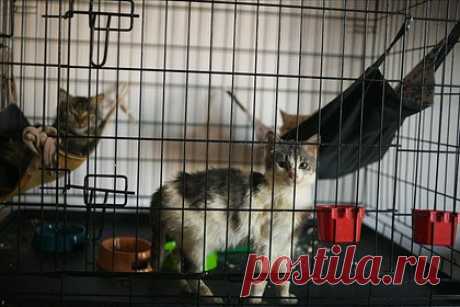 В Екатеринбурге стартовала акция «Неделя добрых дел». В Екатеринбурге стартовала акция «Неделя добрых дел», целью которой является помощь бездомным животным. Как уточняет интернет-журнал «Культура Екатеринбурга», в рамках акции, с 13 по 19 февраля культурные учреждения города будут проводить различные мероприятия в поддержку передержек и приютов.