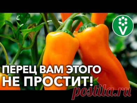 ЭТИ ОШИБКИ УХОДА ЗА ПЕРЦЕМ В АВГУСТЕ ДЕЛАЮТ ПОЧТИ ВСЕ! ВЫ ТОЖЕ?