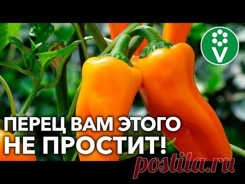 ЭТИ ОШИБКИ УХОДА ЗА ПЕРЦЕМ В АВГУСТЕ ДЕЛАЮТ ПОЧТИ ВСЕ! ВЫ ТОЖЕ?