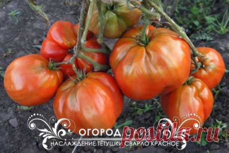 Томат Наслаждение тётушки Сварло (красный), семена | ОГОРОД.сайт