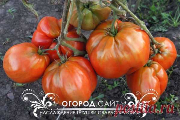 Томат Наслаждение тётушки Сварло (красный), семена | ОГОРОД.сайт