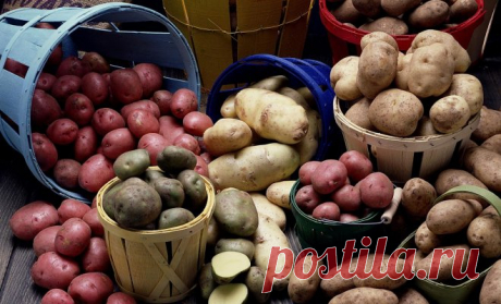 40 сортов картофеля для пюре, жарки, запекания и картошки фри