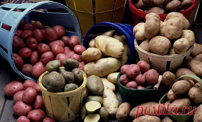 40 сортов картофеля для пюре, жарки, запекания и картошки фри