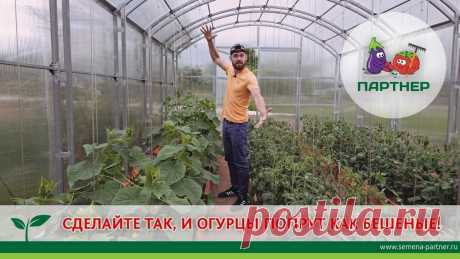 СДЕЛАЙТЕ ТАК, И ОГУРЦЫ ПОПРУТ КАК БЕШЕНЫЕ! В этом видео директор агрофирмы "Партнер" Блокин-Мечталин Василий Иванович делится с вами информацией о формировании огурцов. Часто, жалея, мы оставляем пасы...