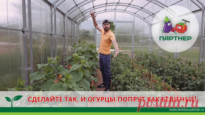 СДЕЛАЙТЕ ТАК, И ОГУРЦЫ ПОПРУТ КАК БЕШЕНЫЕ! В этом видео директор агрофирмы 