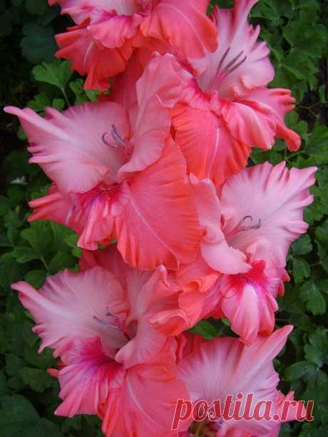 Gladiolus 'Malika'  |  Найдено на сайте m.fotki.yandex.ru.