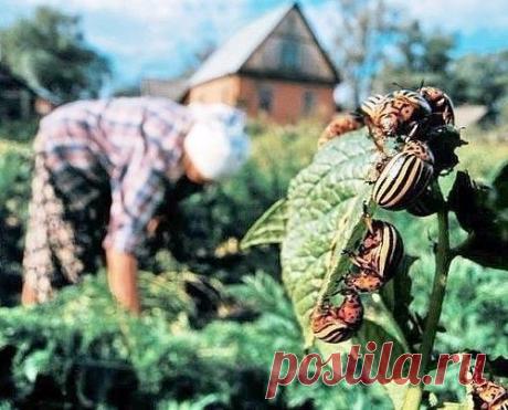 ИЗБАВЛЯЕМСЯ ОТ КОЛОРАДСКОГО ЖУКА БЕЗ ХИМИИ!