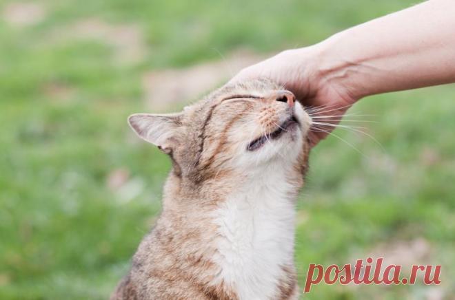 Как понять кошку?