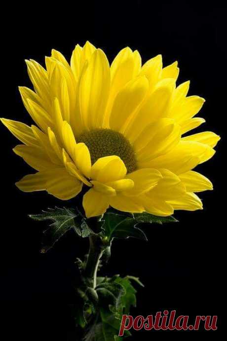 Flowers – Google+