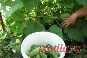 Разминаем шею. Как снять мышечное перенапряжение