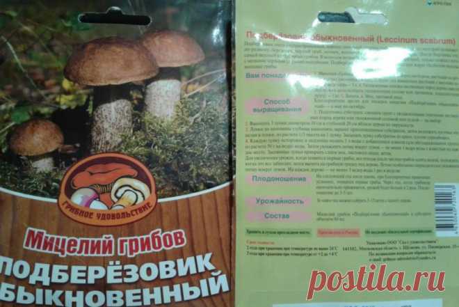 Как посадить грибы на даче: 3 способа разведения грибницы