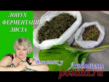 ФЕРМЕНТАЦИЯ ЛИСТА ЛОПУХА В МОРОЗИЛЬНОЙ КАМЕРЕ.ПОЧЕМУ ОДУВАНЧИК ПРИ СУШКИ ПРЕВРАЩАЕТСЯ В ПУХ.