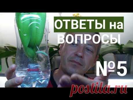 ОРХИДЕЯ в ДОМАШНИХ УСЛОВИЯХ, утепление, мох, янтарная кислота