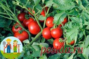 Дедовский рецепт для томатов